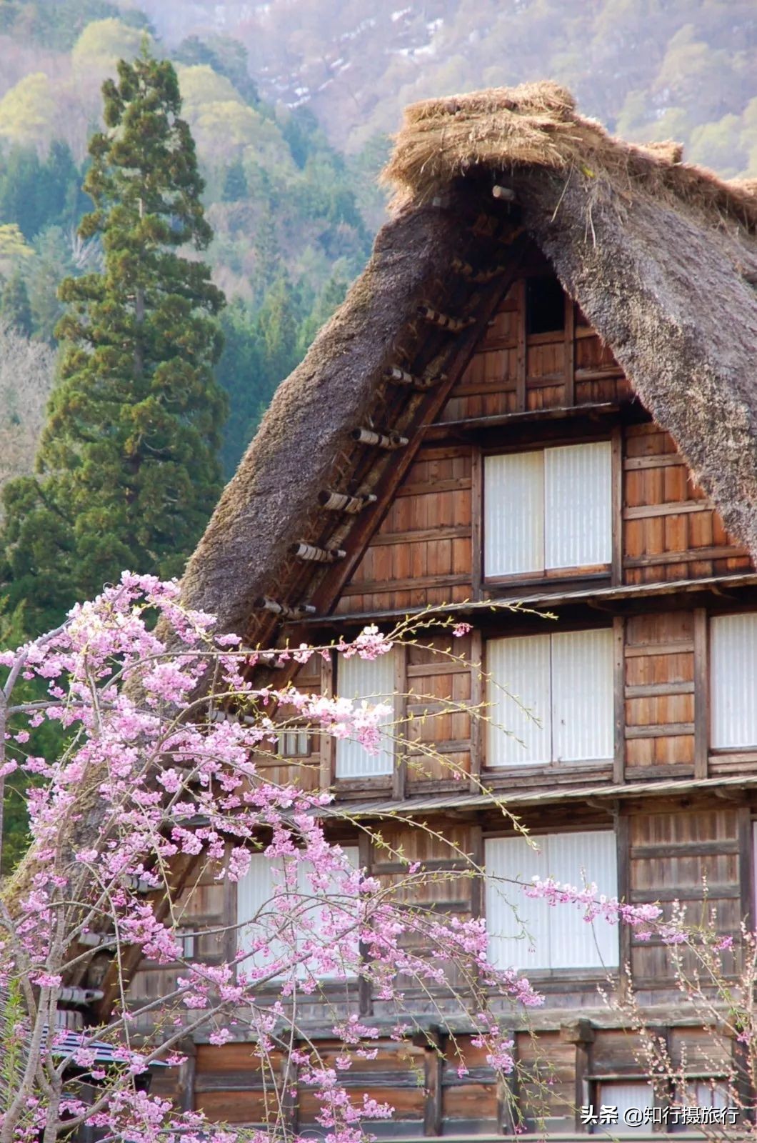 日本樱花季是八月几号,2020年日本樱花花期表