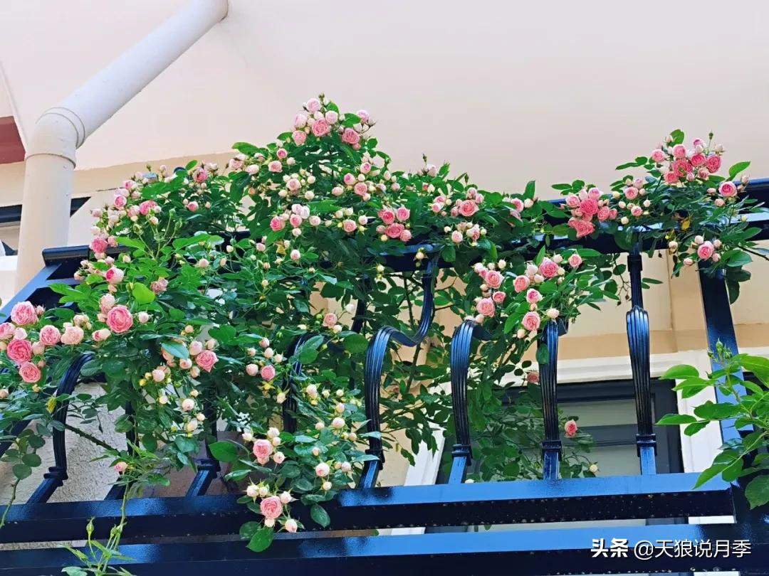 阳台还可以种植什么花种,阳台上也可以种出好看的花