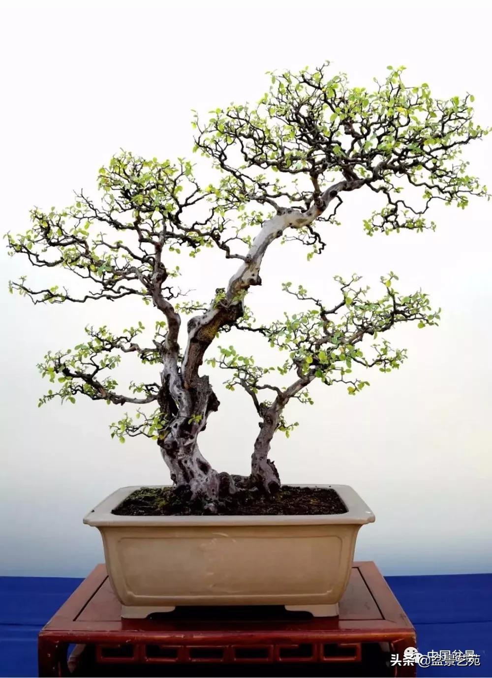 雀梅盆景艺术鉴赏图片,红芽雀梅盆景冬天怎么养护