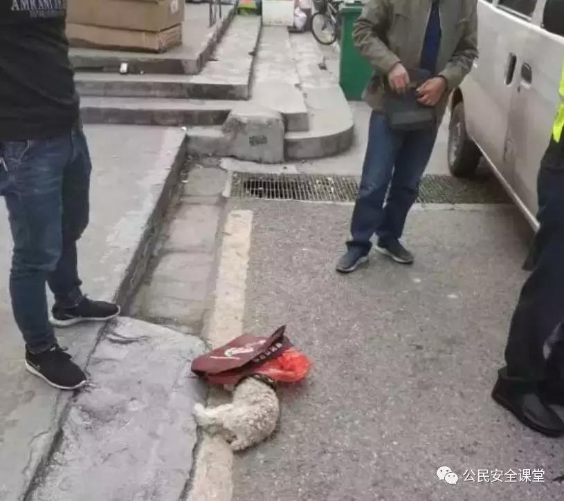 开车撞到宠物狗需要赔偿吗,开车撞到宠物怎么处罚视频