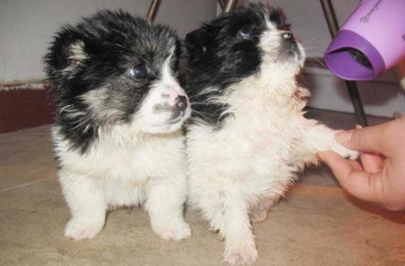 狗狗洗澡水温多少合适,天冷了给狗狗洗澡