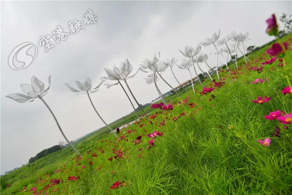 双流哪里可以赏花看飞机,双流附近赏花攻略路线