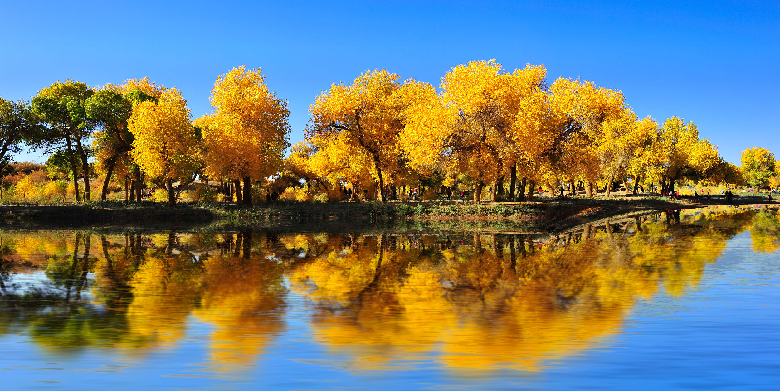 额济纳旗住宿一般多少钱,国庆额济纳旗胡杨林攻略
