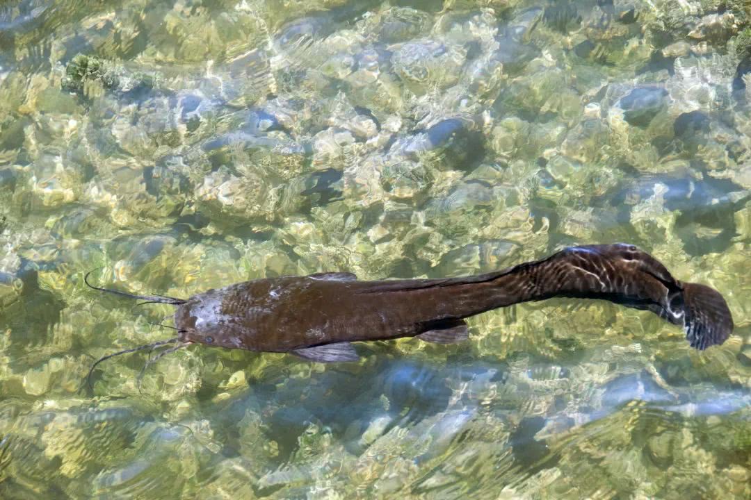 十大入侵最严重的鱼,入侵我国最惨的物种鱼