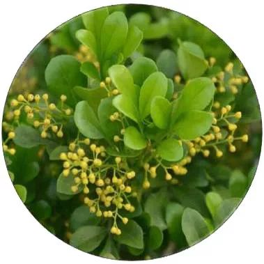 全部金木水火土五行五系植物介绍,五种植物代表五行