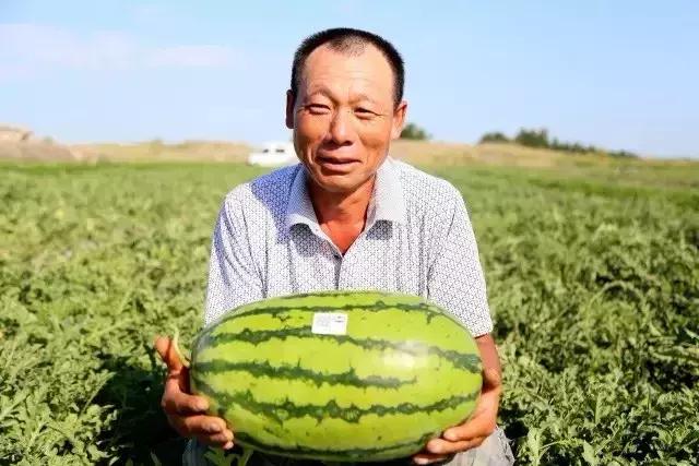 *疆新**瓜果地图？开吃