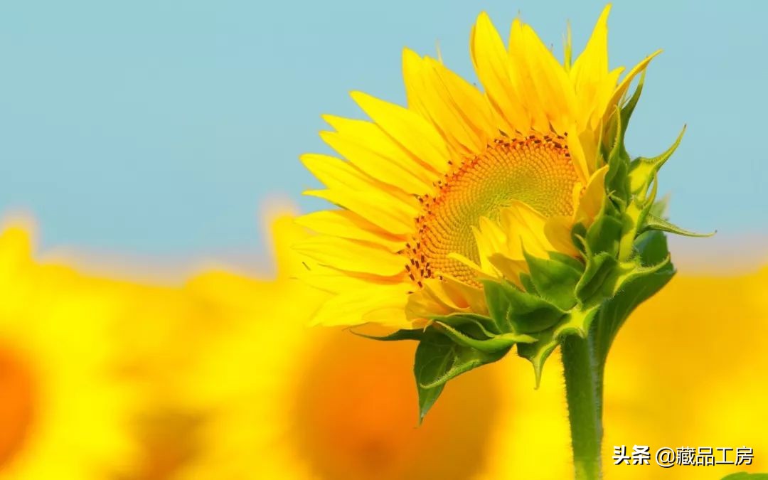 转瞬夏将至,转眼夏日已尽