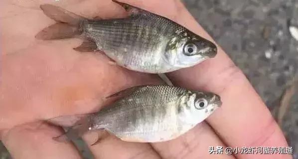 牛！这桂花鱼的饵料鱼新品种，产量远超鲮鱼仔