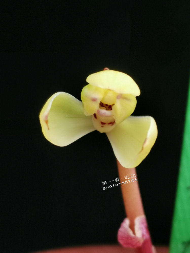 「花开欣赏」0340：春兰定缘梅单花竞开