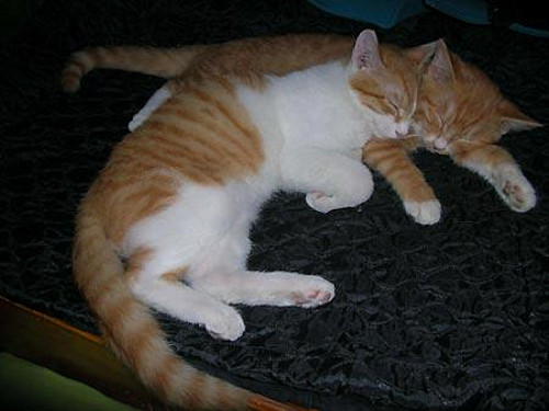 母猫总把幼崽叼给你,母猫总把小猫叼出窝