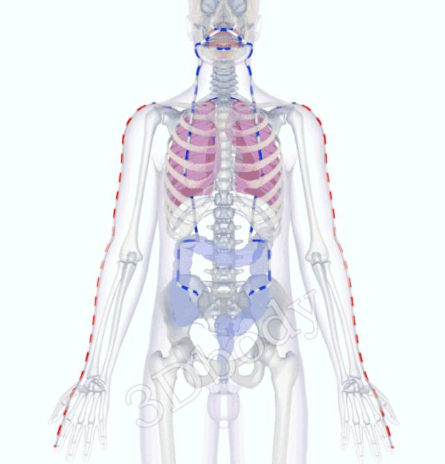 3d经络循行图讲解,阴维脉与阳维脉3d循行动态走向图