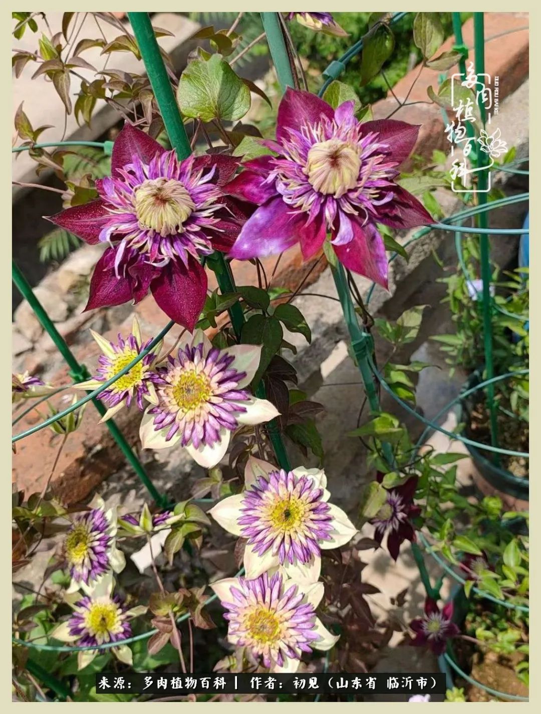 和多肉植物相伴,和多肉相处的心情