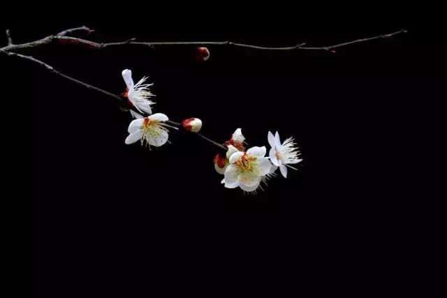 一次性摘各种各样的水果,一次性种很多草莓会怎么样