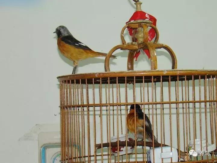 鸟儿放养是什么意思啊,关于小鸟的对话