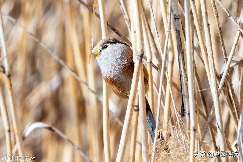 适马1.4定焦全画幅镜头值得买吗,适马定焦哪一支画质最优秀