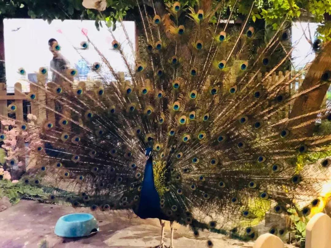 郑州奥林匹克公园萌宠乐园,郑州萌宠乐园长什么样子