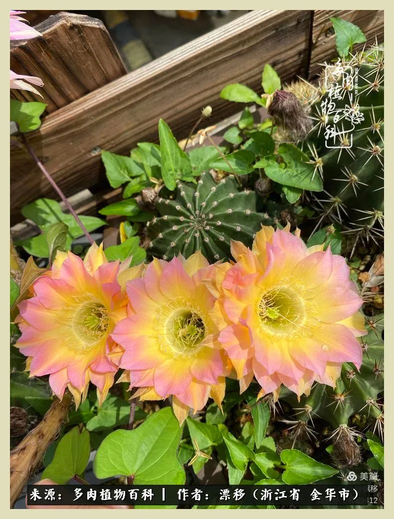 仙人球开花并散发着香味,仙人球花盛开吐露芬芳