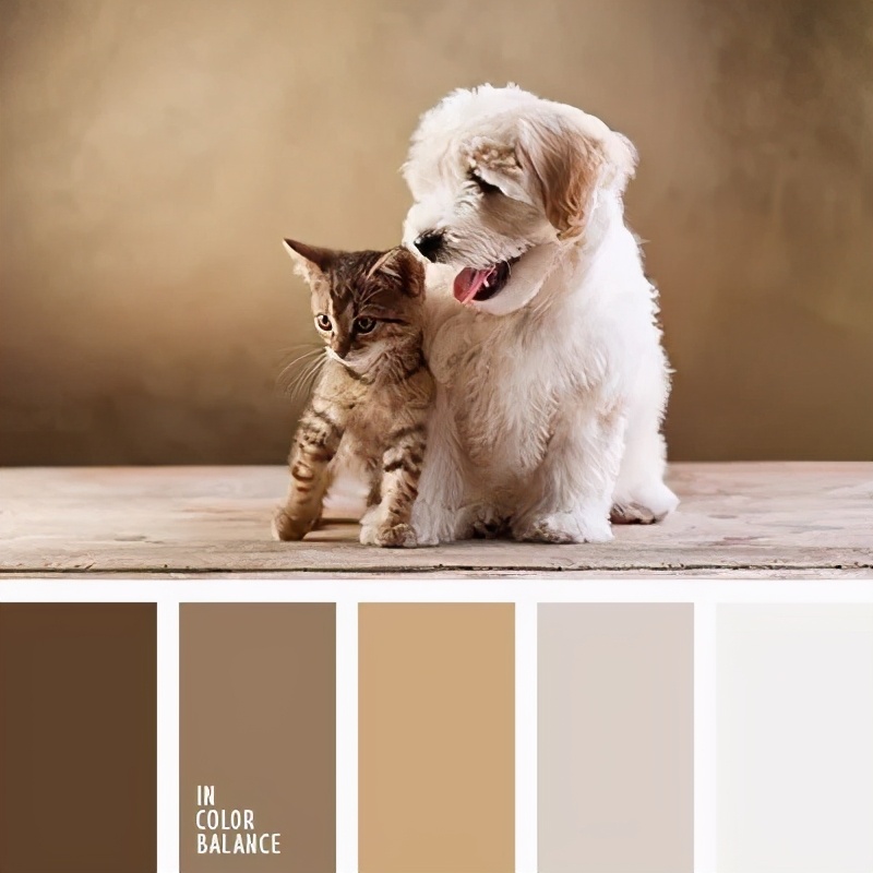 动物配色大全视频,配色的设计灵感