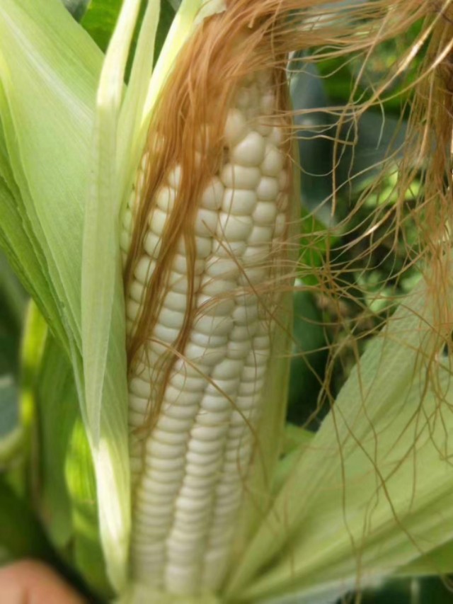 广西农特产品网网友是怎样分析米豆果蔬优质好吃原因的