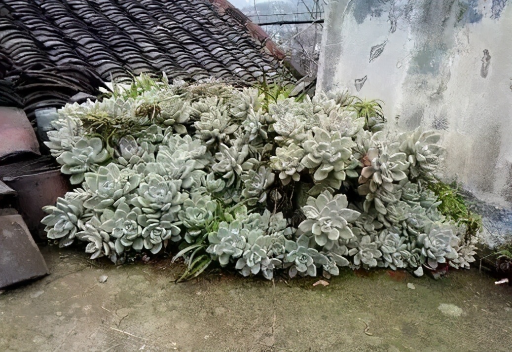 甘拜下风！花匠老妈屋顶种花，栽下几瓶宝石花，一年疯长半米高