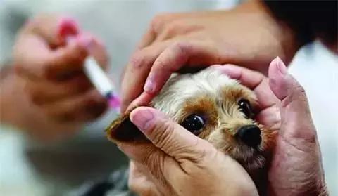 福懋动物诊所打疫苗,福懋宠物疫苗