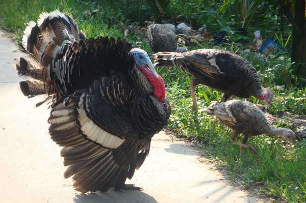 火鸡的养殖技术,火鸡的养殖技术效益探析