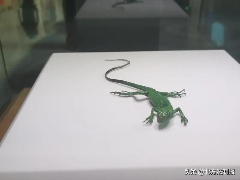 还有人从国外寄来20多只果蝠标本？海淘代购注意了，邮寄蜥蜴、盆景入境，可能会入刑！