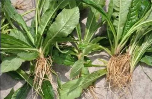 看看这些野菜你们家乡有吗?