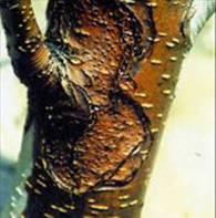 梨树10种常见病虫害的防治技术,运城梨树病虫害防治全年用药表