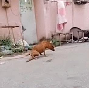 好好的猫咪突然瘸了是怎么回事,好好的猫突然掉了