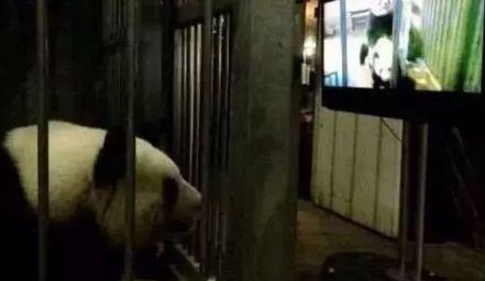 围观中国网红神兽羞羞视频，这是什么特殊爱好？