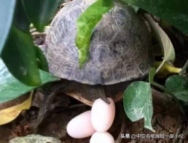 乌龟蛋孵化后期注意事项,乌龟产蛋期间的注意事项