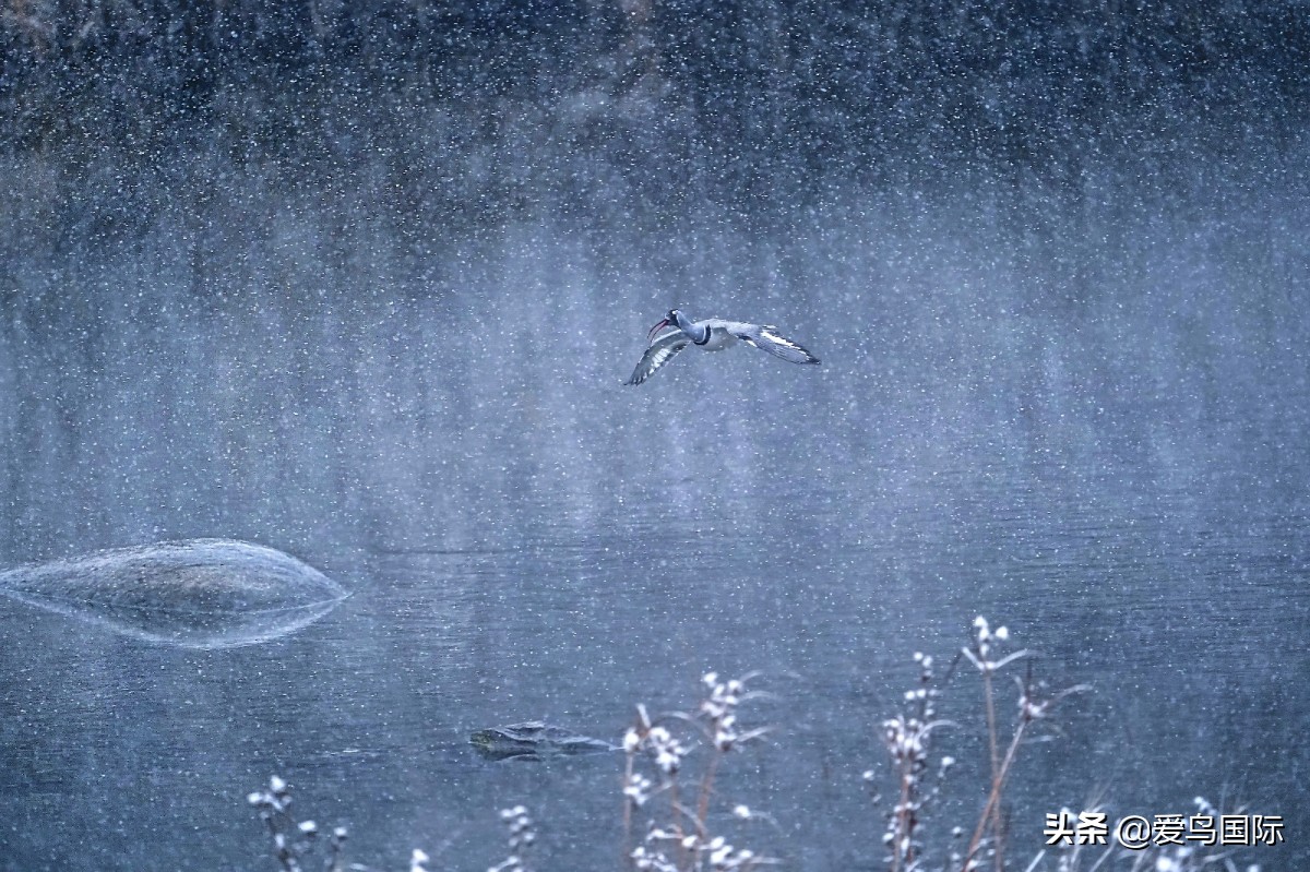 极简鸟类摄影欣赏,2019鸟类摄影作品欣赏