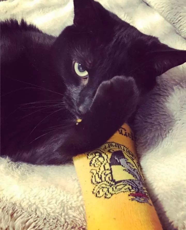 黑猫是不是特别的稀有,黑猫真的看不清吗