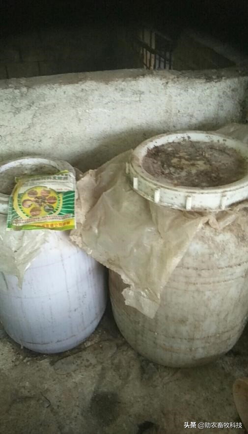 猪场防非瘟最新消息,猪场一旦感染非瘟怎样避免清场