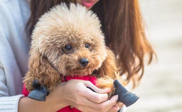 泰迪敏感,泰迪敏感咬人怎么办