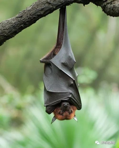 蝙蝠的病毒有多可怕,蝙蝠携带大量病毒为何安然无恙