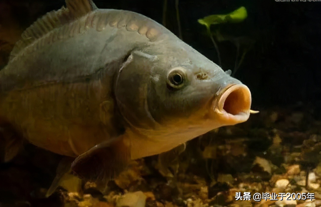 大连旅顺野钓淡水鱼的地方,大连近海常见鱼类图鉴
