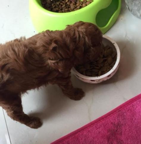 泰迪的5个怪异事,泰迪犬的5个坏习惯