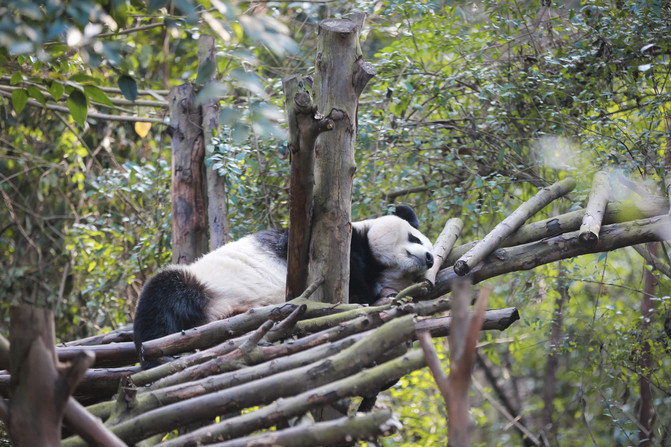 成都去重庆旅游攻略三日游,成都自驾九寨沟三日游攻略