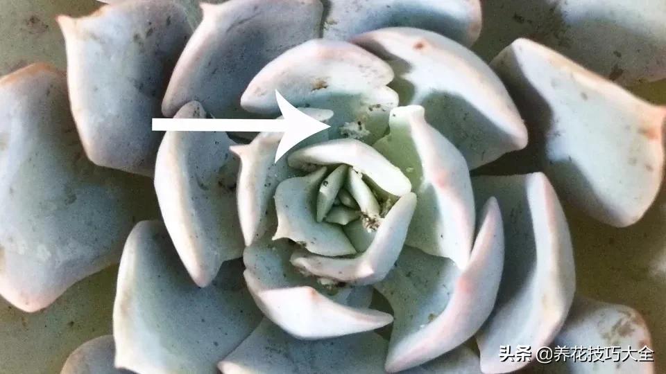 蚧壳虫的养殖方法和注意事项,多肉蚧壳虫怎样彻底消灭小妙招