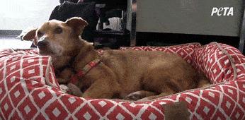 狗狗呕吐最快解决方法,狗狗呕吐严重怎么办吃什么药