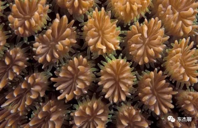 海缸np必须双零吗,海缸翻缸需要重新爆藻吗