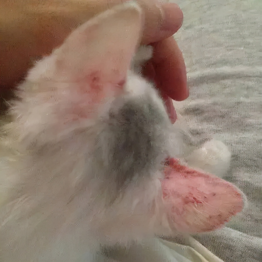 猫狗常见病有哪些症状图片,猫狗皮肤病怎么鉴别