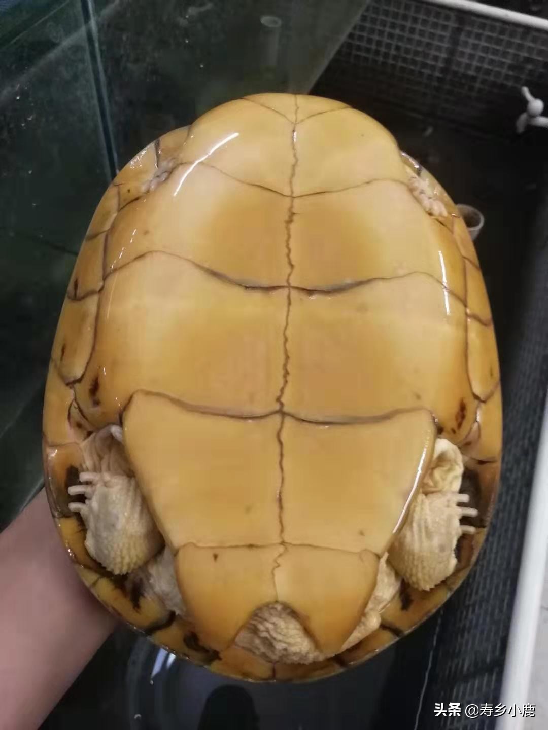 石金钱龟不吃东西的原因有哪些?碰到这种情况时,应该怎么办?