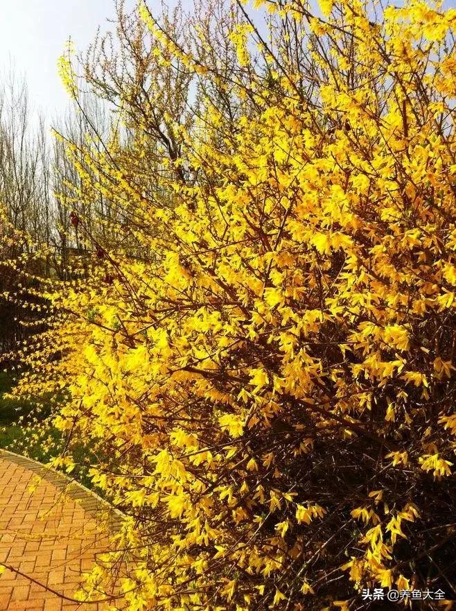 一至十二月的花期,12月到2月份的花期