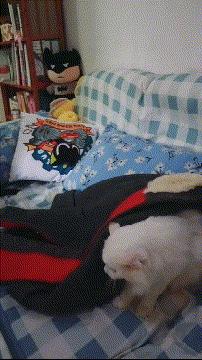 奥斯卡欠你一个影帝,100张搞笑gif少年