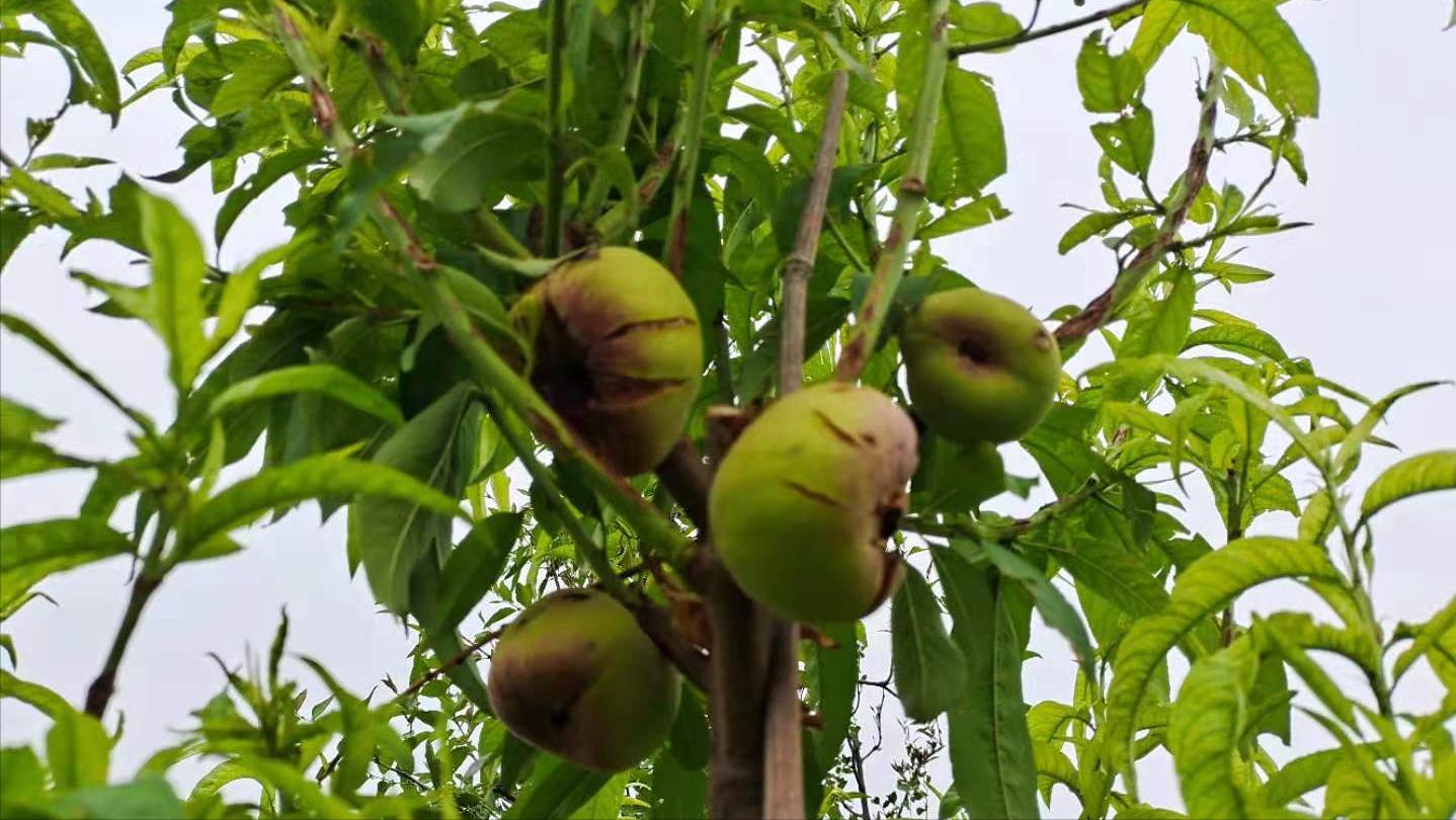 桃树被雹子砸了来年还结桃子吗,桃树被冰雹砸伤树皮开裂怎么处理
