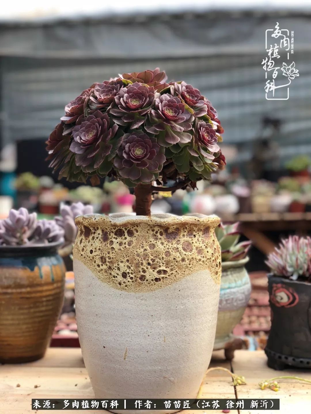 多肉之江湖：众肉友们，修仙渡劫几何了？