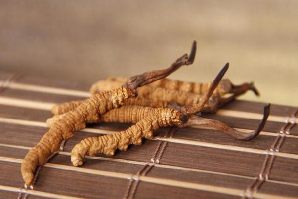 对于野生动物你有哪些了解,冬虫夏草对于女人的好处和坏处